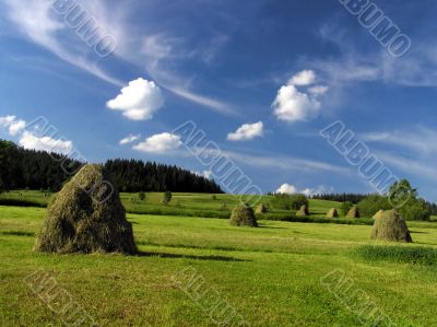 Sky and meadow