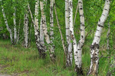 Birch