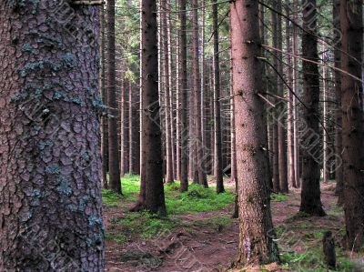 Pine forest