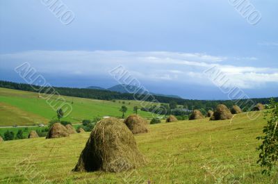 Harvest in mountain