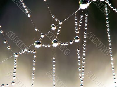 Cobweb