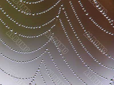 Cobweb