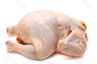 chicken on white