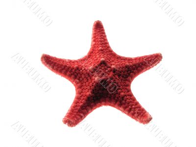 Starfish