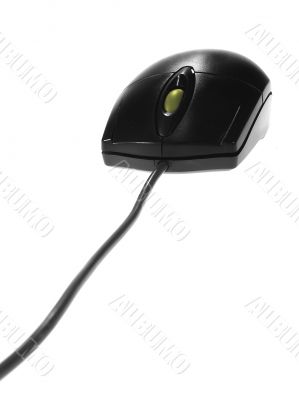 Black mouse