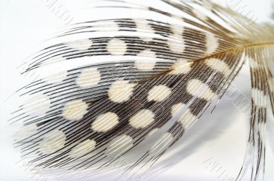 feather
