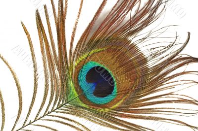 Peacock feather