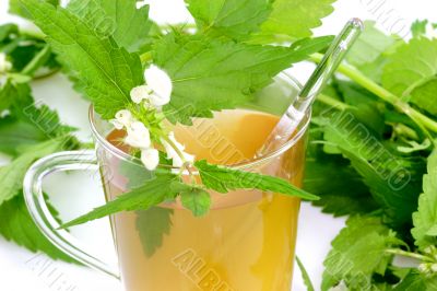 Stinging nettle