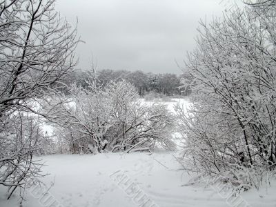 Winter ornament