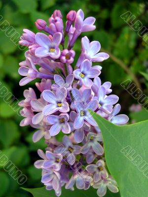 Lilac flowers