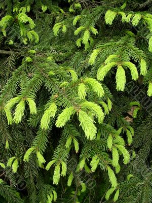 Fir tree