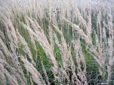Grass