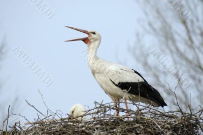 stork on the nest