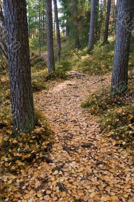 The Autumn Path
