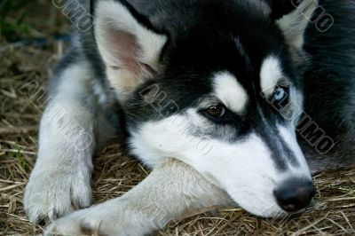 Husky