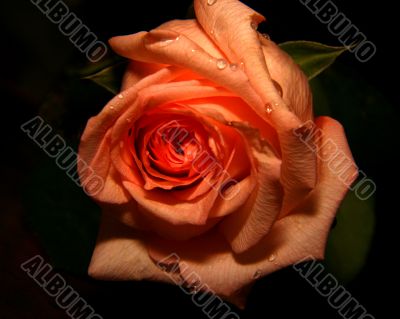 Red rose.