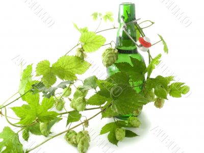 beer