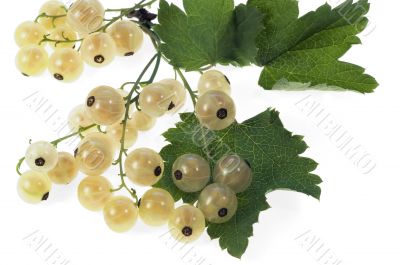 White currant