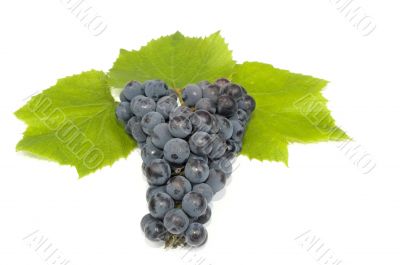 dark grape