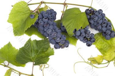 Dark grape