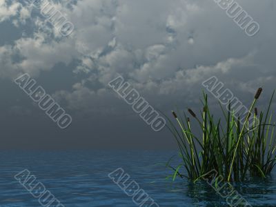 reed