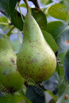 pear on tree