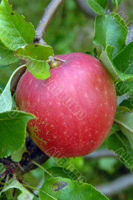 apple