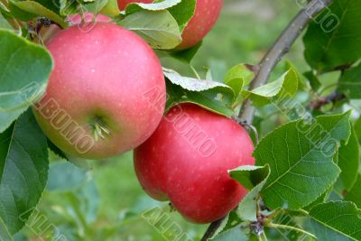 apples