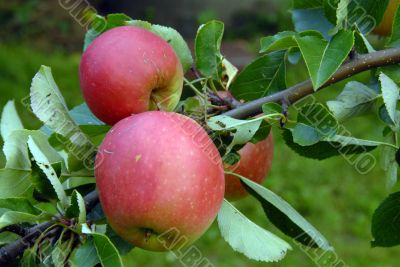 apples