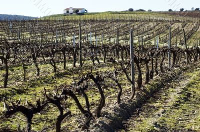Vineyard in winter