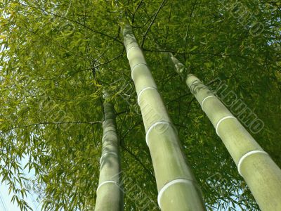 bamboo trees look up