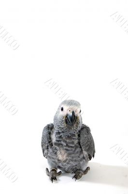 baby  Psittacus erithacus