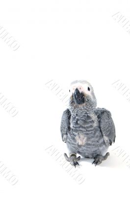  Psittacus erithacus