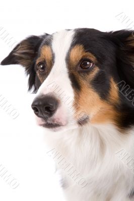 Sheep dog