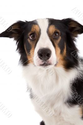 Cute sheepdog