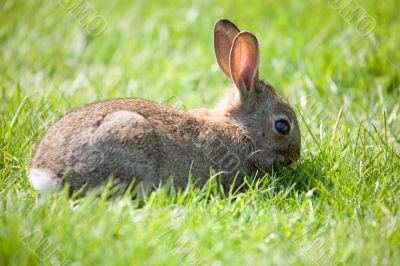 Little bunny grazing
