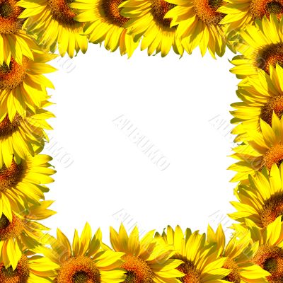 Sunflowers frame on white