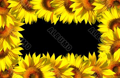 Small sunflower frame on black
