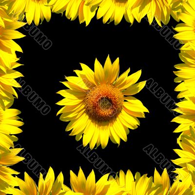 Sunflower and frame on black