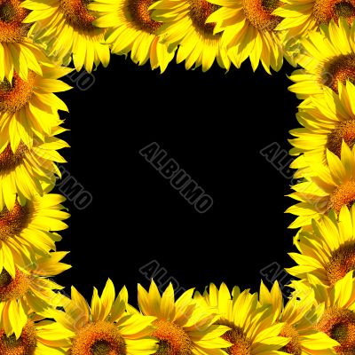 Sunflowers frame on black