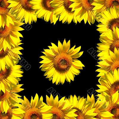 Sunflower with frame on black