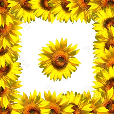 Sunflower with frame on white