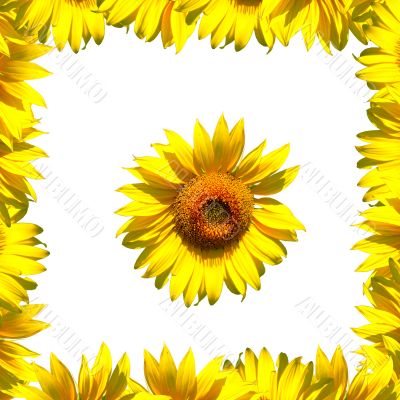 Sunflower and frame on white