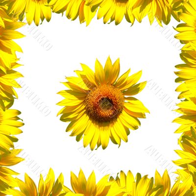 Sunflower and frame on white