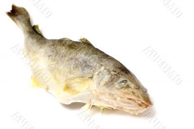 fresh fish on white