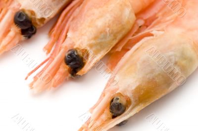 shrimp close up