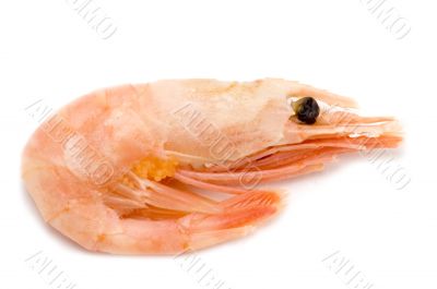 shrimp on white