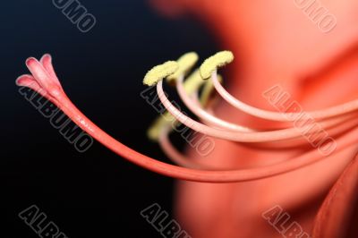 Amaryllis