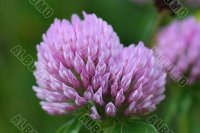 Red Clover