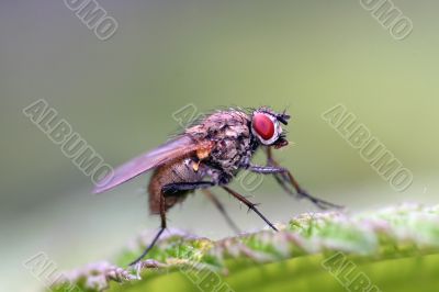 Fly on a leaf